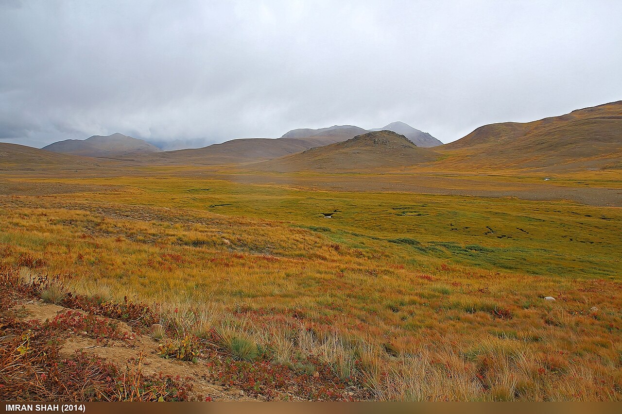 Late-summer grassland in Deosai National Park, August 2014.