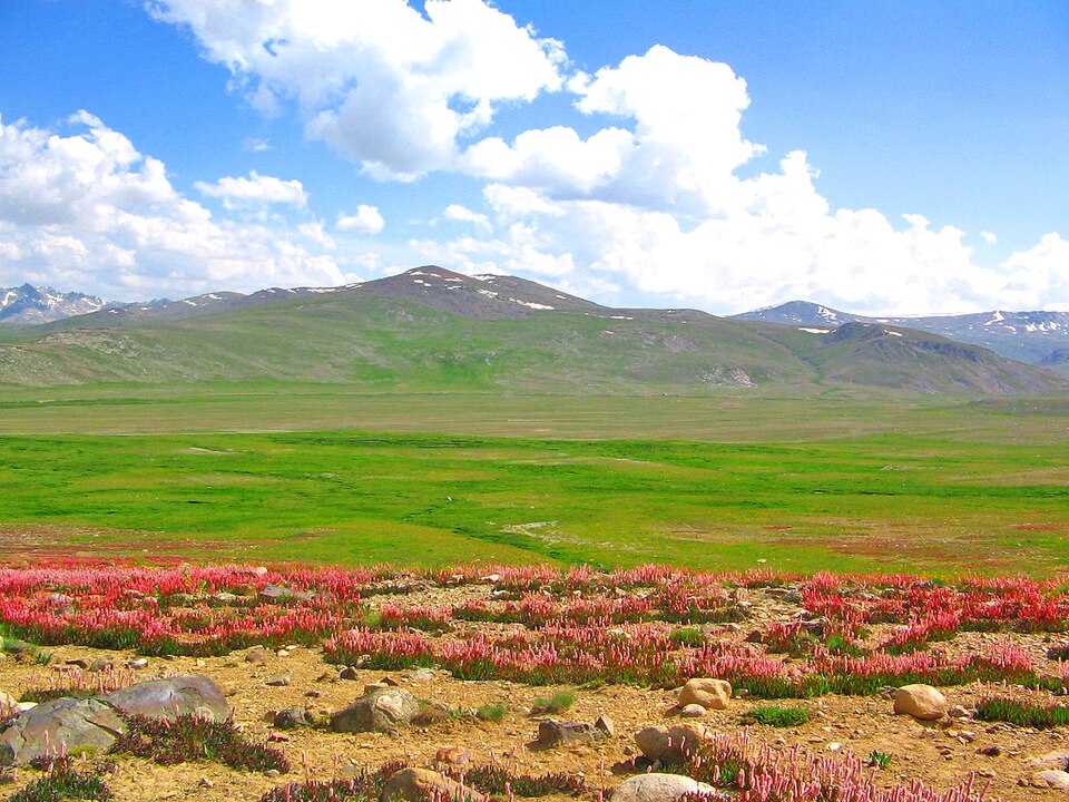 Summer meadows on the Deosai plateau
